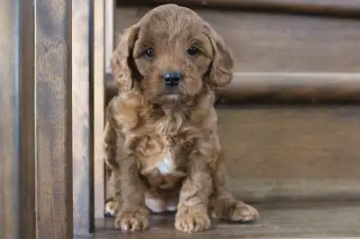 Chiots Cavapoo, View more