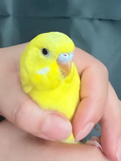 Baby budgies rehoming , View more