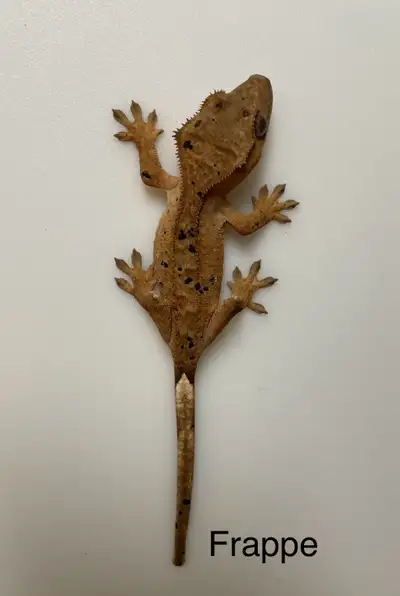 Crested Gecko 3, View more
