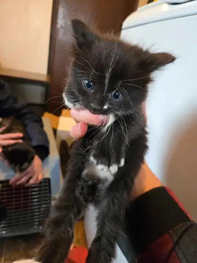 Outside or inside kittens, five 1 month old kittens. Kinda hissy. One 3 month old kitten who Is real...