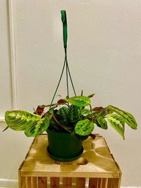 Stunning and beautiful hanging red prayer plant 