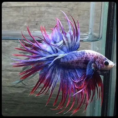 Needs home aspd! Pick up only and cash only:(( I'm moveing and need him taken bcuz I have no tank to...