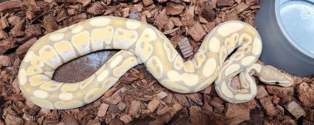 Pastel Banana Ball Python in Reptiles & Amphibians for Rehoming in Cambridge - Image 2