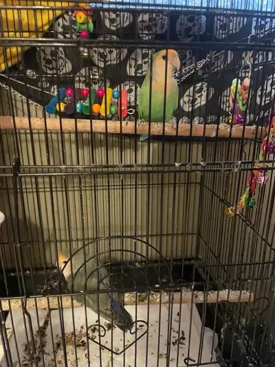 Lovebird pair to rehome, healthy bonded pair (unsure of sex). One adult and one juvenile (the young...
