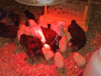 Barnyard mix chicks