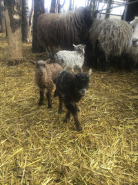 2024 Icelandic lambs