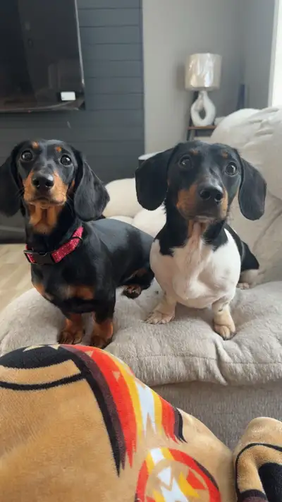Dachshund Puppies, View more