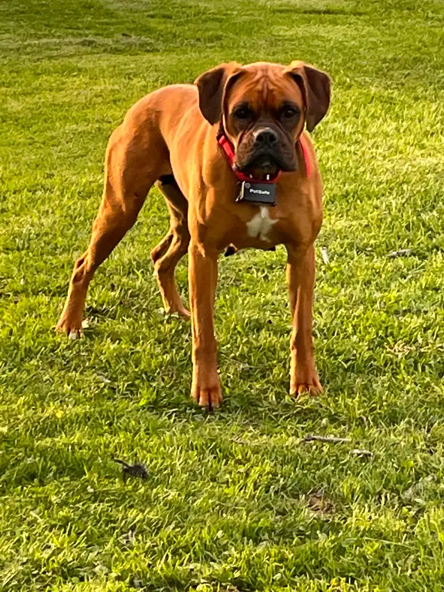 Purebred Boxer Puppies” Sold out” in Dogs & Puppies for Rehoming in Hamilton - Image 3