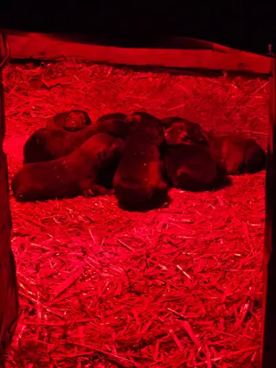Black lab crossed with border collie $150.00 or best offer ready to pick up in 5 to 6 weeks