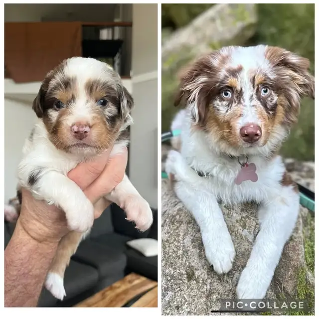 Beautiful purebred Australian Shepherd Spring break puppies. in Dogs & Puppies for Rehoming in Chilliwack - Image 10