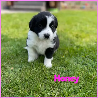 Largely considered the most intelligent breed, these puppies will make fabulous pets. Particularly w...