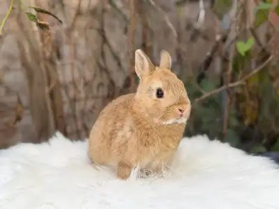 Neutered Netherland dwarf bunnies, View more
