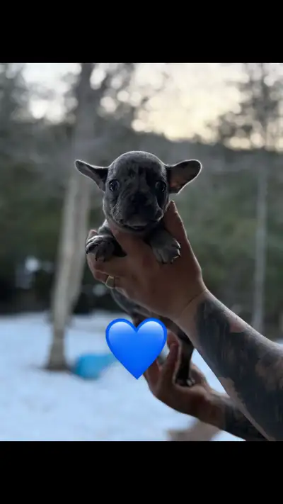 Adorables bouledogues français prêts à rejoindre leur nouvelle famille ! Les photos si sont la sont...