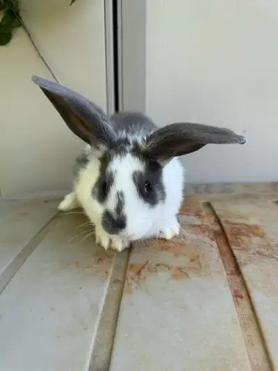 Flemish giant rabbit, View more