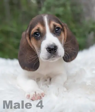 Beagle puppies, View more