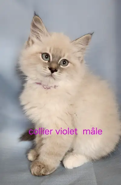 chaton siberien, View more