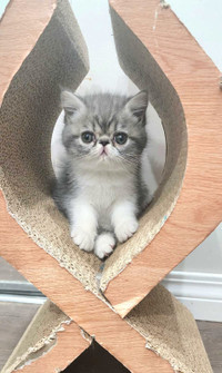 Purebred Exotic Shorthair Kittens