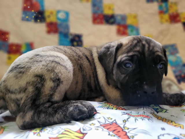 Cane Corso X Cane Corso/English Mastiff pups in Dogs & Puppies for Rehoming in Saskatoon - Image 2
