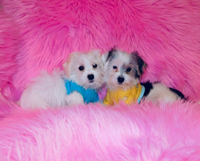 Morkie puppies. in Dogs & Puppies for Rehoming in City of Toronto