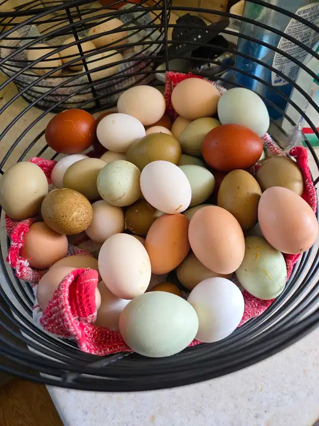 Mixed Chicks in Livestock in Owen Sound - Image 6