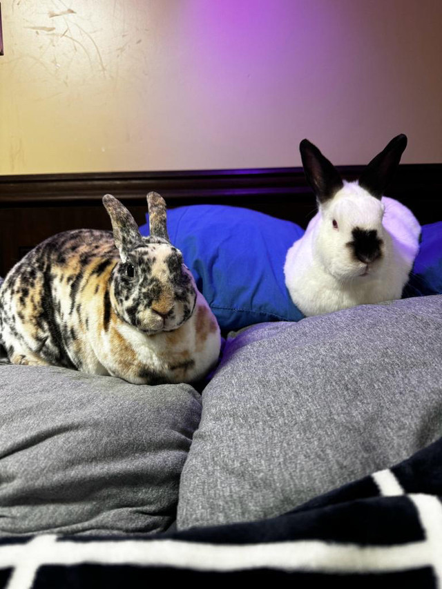 Bonded pair of Bunnies  in Small Animals for Rehoming in Hamilton - Image 2