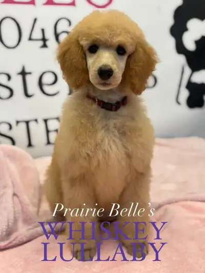 CKC REGISTERED STANDARD POODLE PUPS- Prairie Belle Poodles, View more