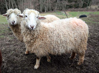 Adorable Valais Blacknose x Gotland Ewe lamb