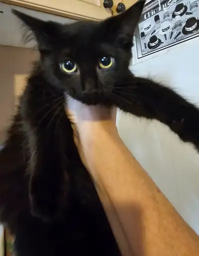 One black kitten, View more