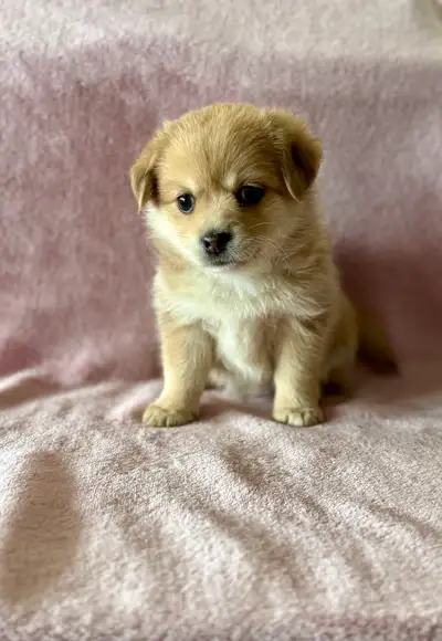 mini Aussie  cross puppies, View more