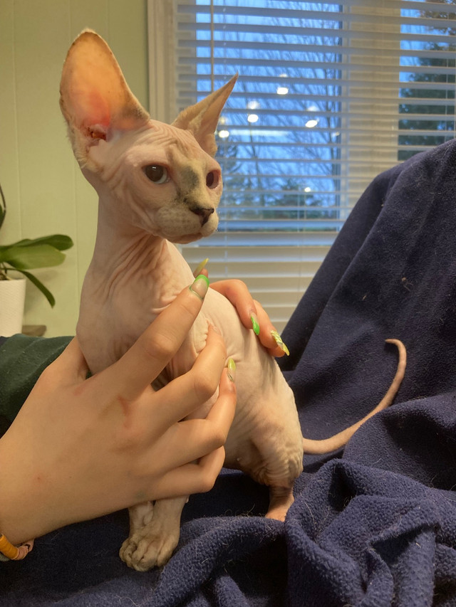 Hairless kittens in Cats & Kittens for Rehoming in North Bay