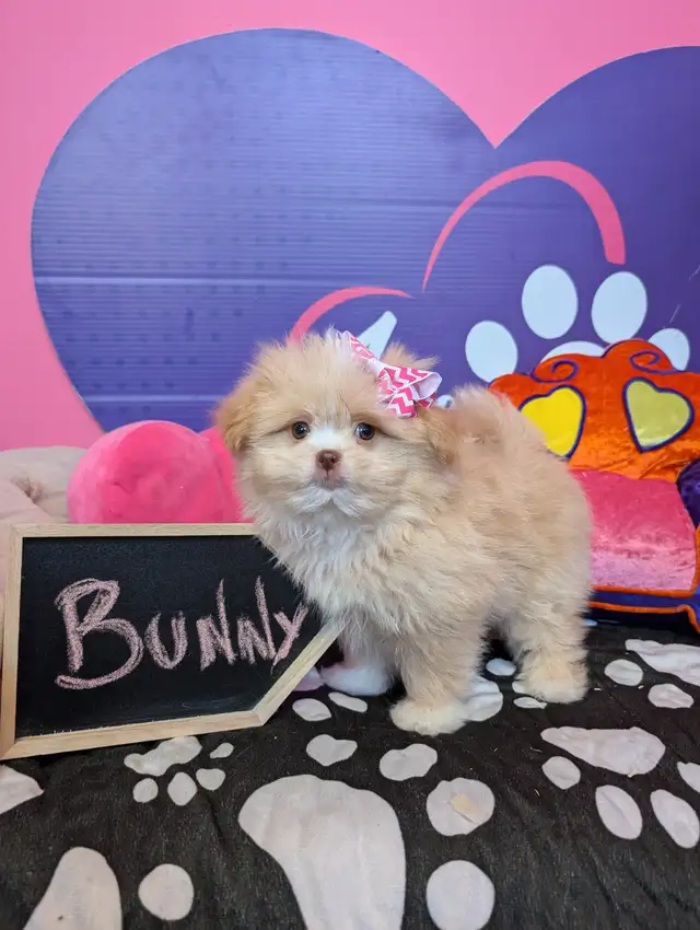 Pomeranian mix shihtzu Pomshis ready July 15 in Dogs & Puppies for Rehoming in City of Toronto - Image 2