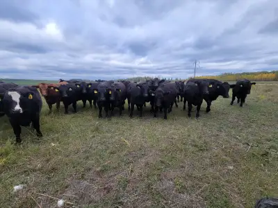 Bred Heifers, View more