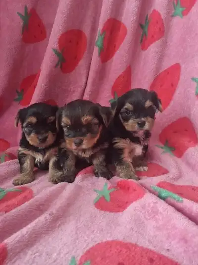 Yorkie puppies for Sale., View more