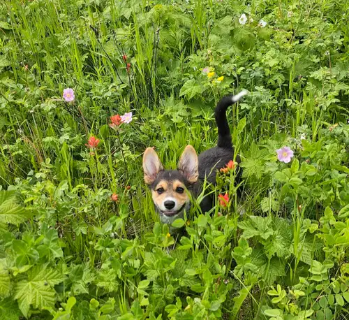 This active and energetic Pembroke Corgi puppy loves to play and is perfectly comfortable in the wat...