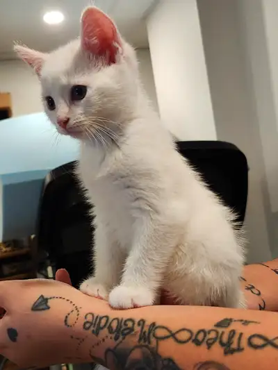 Chaton, View more