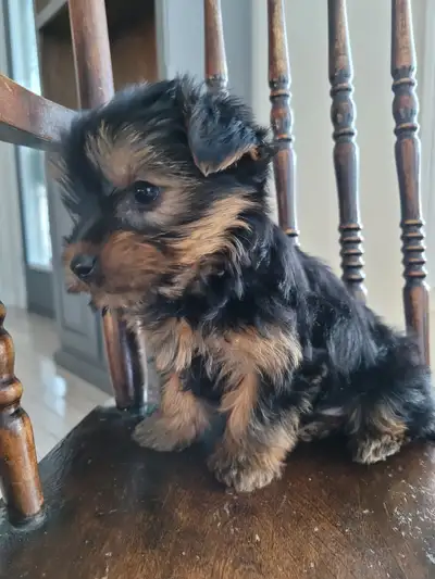 CHIOT YORKSHIRE, View more