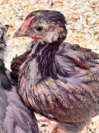 Chick 3 weeks old