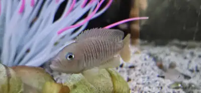 Shell dweller cichlids, View more