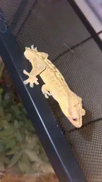 1 male crested gecko 