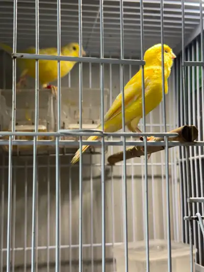 several pairs of male and female canaries $100 per pair yellow, red mosaic and red factor and some s...