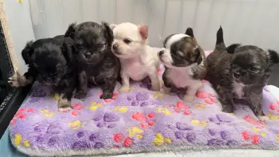 All 4 females BEAUTIFUL apple head high-quality Chihuahua puppie, View more