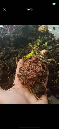 Red wiggler composting worms 