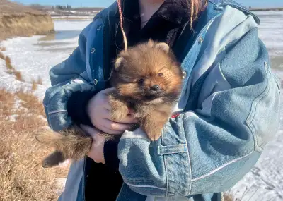 CKC Pomeranian Puppy, View more