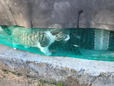 I took in a cute stray cat last fall and now I have too many kittens! These are not for sale but ado...