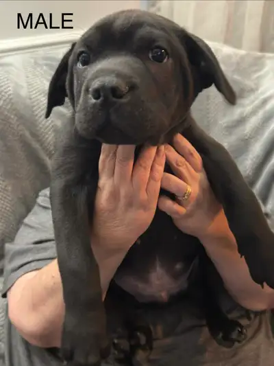 Sharpei Puppies, View more
