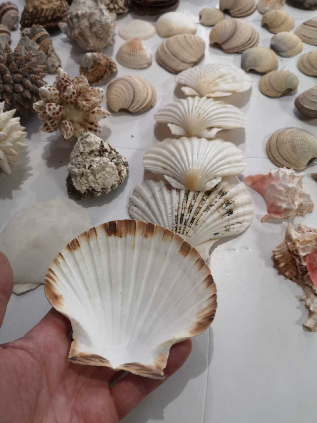 Huge collection of seashells 138 shells in Hobbies & Crafts in Oshawa / Durham Region - Image 4