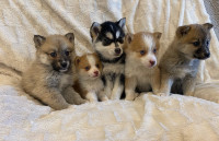 Adorable Pomsky Puppies 