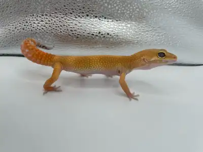 blood emerine Het albino leopard gecko, View more