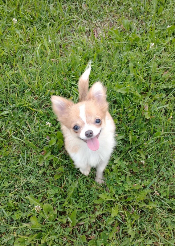 Long haired chihuahua Updated Aug 8 Dogs & Puppies for Rehoming Ottawa Kijiji