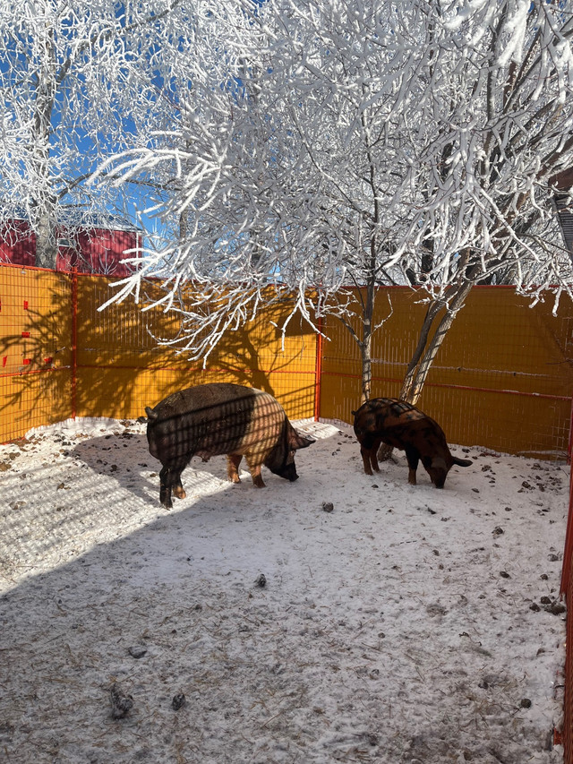 Boar for sale  in Livestock in Regina - Image 3